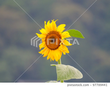 黃昏的農村,黃色的向日葵在風中搖曳 黃昏的農村,黃色的向日葵在風中搖曳 97789441