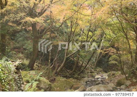Autumn leaves with wasabi Autumn leaves with wasabi 97789457