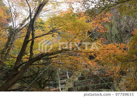 Autumn leaves with wasabi 97789633