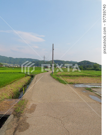 A single road through a rice field in a Japanese farming village in midsummer. 97789740