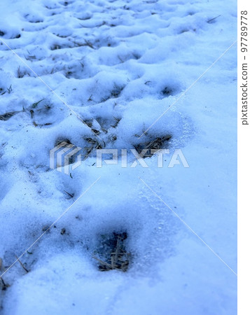 shade snow shade snow 97789778