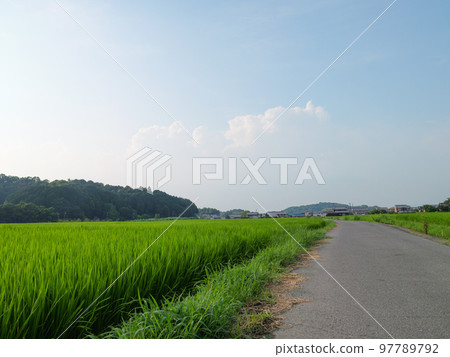 A single road through a rice field in a Japanese farming village in midsummer. 97789792