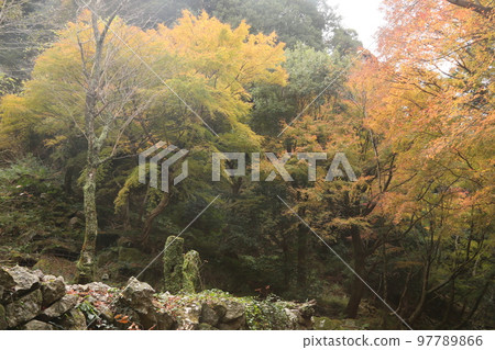 Autumn leaves with wasabi 97789866