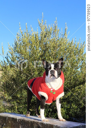 Mighty, a Boston terrier wearing a Santa Claus costume, enjoying a walk while climbing a sleeper and staring at him cutely♡ 97789923