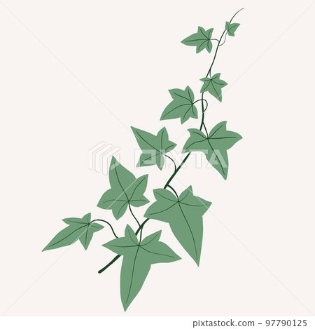 Floral ivy drawing decorative ornament flat design. 97790125