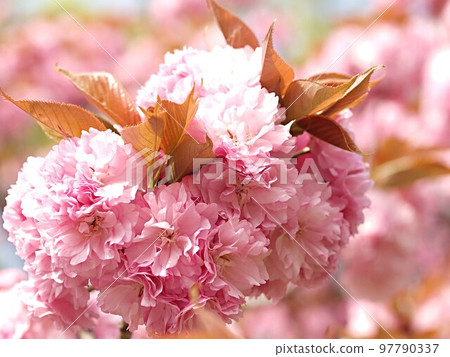 Double cherry blossom up Double cherry blossom up 97790337