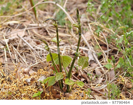 Sprouts of kudzu Sprouts of kudzu 97790464