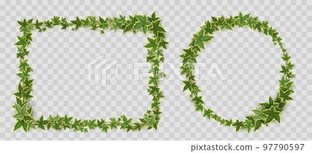 Ivy vines frames, borders of creeper twigs 97790597