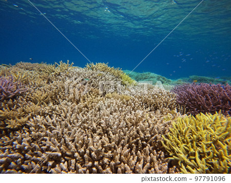 Hatomajima海 97791096