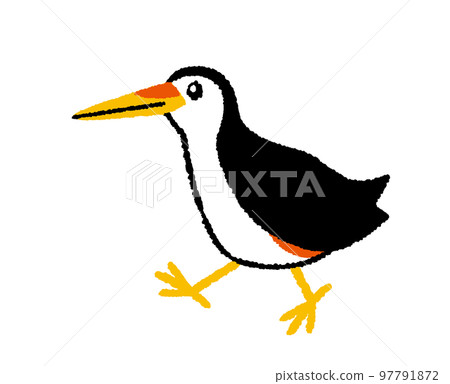 Hand drawn illustration of white-breasted rail Hand drawn illustration of white-breasted rail 97791872