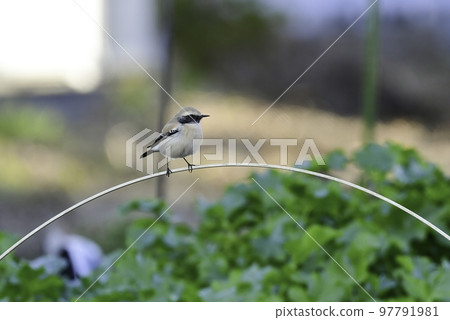 A rare small bird found in the Middle East and Mongolia, the desert flycatcher A rare small bird found in the Middle East and Mongolia, the desert flycatcher 97791981