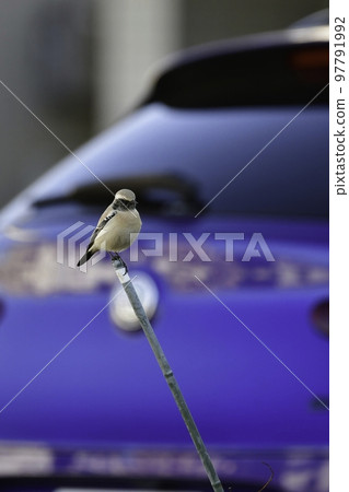 A rare small bird found in the Middle East and Mongolia, the desert flycatcher A rare small bird found in the Middle East and Mongolia, the desert flycatcher 97791992