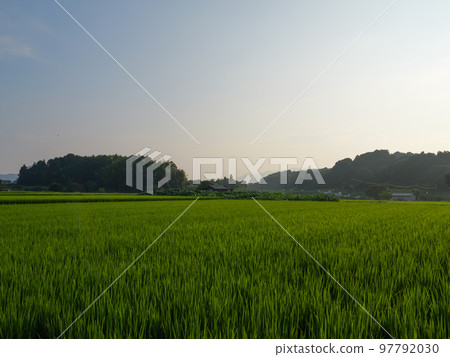 Japanese midsummer rice fields, beautiful green ears of rice swaying in the wind. Japanese midsummer rice fields, beautiful green ears of rice swaying in the wind. 97792030