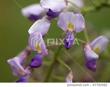Close-up of wisteria flowers that have begun to bloom Close-up of wisteria flowers that have begun to bloom 97792092