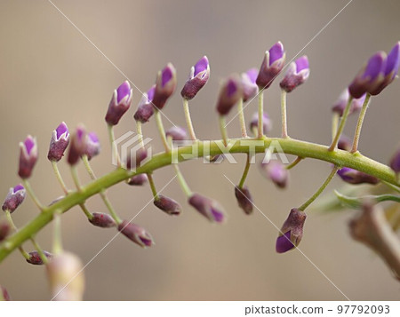 Wisteria buds waiting to bloom Wisteria buds waiting to bloom 97792093