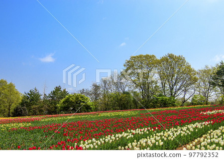 Flower painting of a rainbow in a tulip field on a plateau 97792352