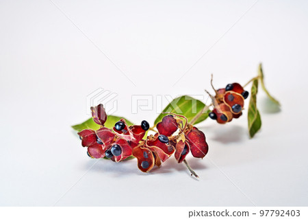 黑色繡球花（秋季、11月） 97792403