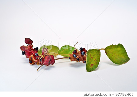 黑色繡球花(秋季、11月) 黑色繡球花(秋季、11月) 97792405