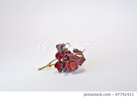 黑扁豆漿果(秋季,11 月) 黑扁豆漿果(秋季,11 月) 97792423