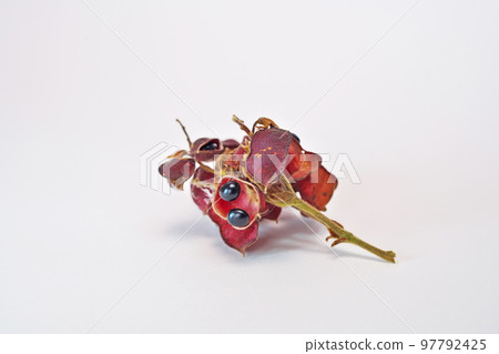 黑扁豆漿果（秋季，11 月） 97792425