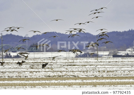 A flock of beautiful tit geese seen in the Tohoku rice fields in the middle of winter 97792435