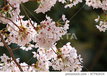 Yoshino cherry tree in full bloom Yoshino cherry tree in full bloom 97792634