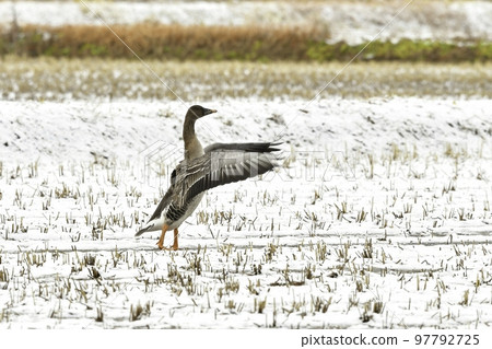 Bean goose, a large cancer relative that migrates to the rice fields of Tohoku in the middle of winter 97792725