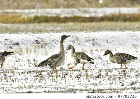 豆鵝,一種在隆冬遷移到東北稻田的大型癌症近親 豆鵝,一種在隆冬遷移到東北稻田的大型癌症近親 97792726