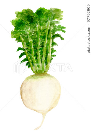 手繪水彩Shogoin蘿蔔插畫 97792909