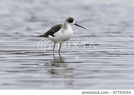 Stilt, a smart water bird with a very long beak and legs 97793058