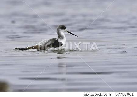 高蹺，一種聰明的水鳥，有很長的喙和腿 97793061