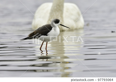 高蹺，一種聰明的水鳥，有很長的喙和腿 97793064