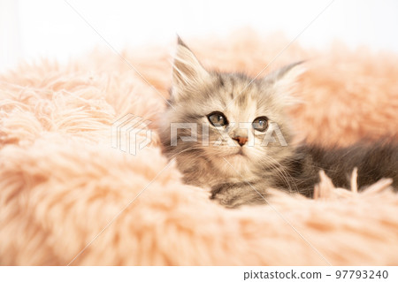 Maine coon kitten in a fluffy bed 97793240