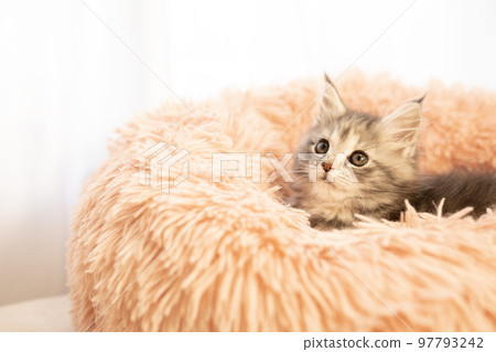 Maine coon kitten in a fluffy bed 97793242