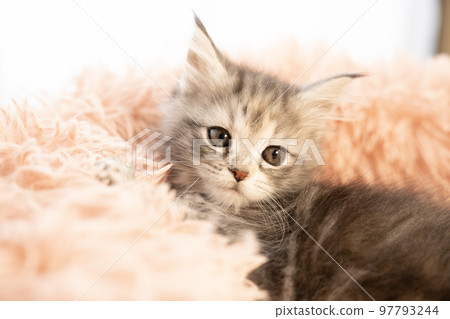 緬因貓小貓在蓬鬆的床上 緬因貓小貓在蓬鬆的床上 97793244