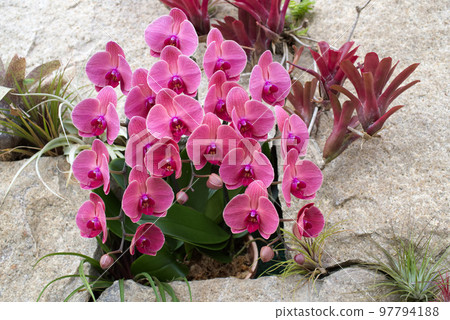 幸福蒼蠅（蝴蝶蘭） 97794188