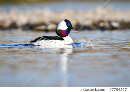 冬季從阿拉斯加和西伯利亞遷徙的稀有而美麗的鴨子。 97794257