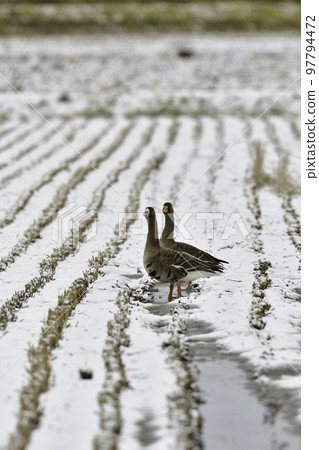 Beautiful white-fronted geese that migrate in large flocks to the rice fields of Tohoku and Hokuriku in winter. Beautiful white-fronted geese that migrate in large flocks to the rice fields of Tohoku and Hokuriku in winter. 97794472