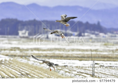 Beautiful white-fronted geese that migrate in large flocks to the rice fields of Tohoku and Hokuriku in winter. Beautiful white-fronted geese that migrate in large flocks to the rice fields of Tohoku and Hokuriku in winter. 97794479