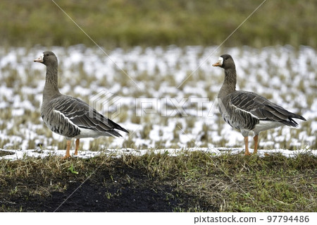 美麗的白額雁在冬天成群結隊地遷徙到東北和北陸的稻田。 97794486