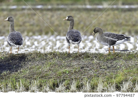 Beautiful white-fronted geese that migrate in large flocks to the rice fields of Tohoku and Hokuriku in winter. Beautiful white-fronted geese that migrate in large flocks to the rice fields of Tohoku and Hokuriku in winter. 97794487