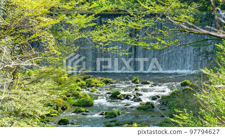 清流栽培的芥末（倉吉市關金町） 97794627