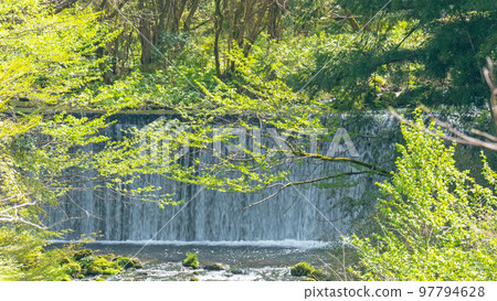 清流栽培的芥末（倉吉市關金町） 97794628