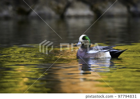 The American Wigeon, a rare winter bird that migrated from America The American Wigeon, a rare winter bird that migrated from America 97794831