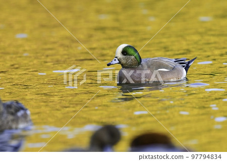 The American Wigeon, a rare winter bird that migrated from America 97794834