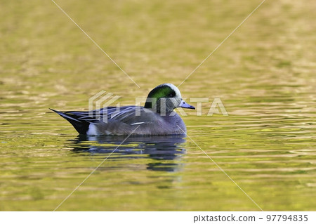 美國 Wigeon,一種從美國遷徙的稀有冬季鳥類 美國 Wigeon,一種從美國遷徙的稀有冬季鳥類 97794835