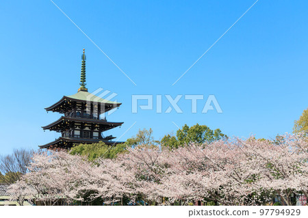 春天的櫻花和五層寶塔“兵庫縣” 春天的櫻花和五層寶塔“兵庫縣” 97794929