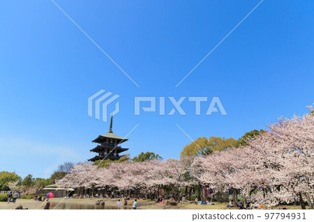 春天的櫻花和五層寶塔“兵庫縣” 97794931
