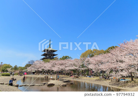 春天的櫻花和五層寶塔“兵庫縣” 97794932