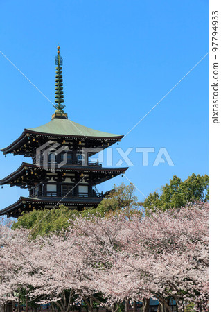春天的櫻花和五層寶塔“兵庫縣” 97794933